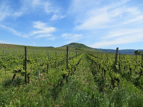 Viñedos en Baja California