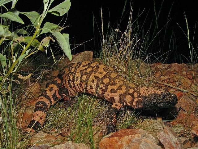 Gila Monster in Puerto Peñasco Sonor