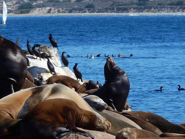 International Gray Whale Festival