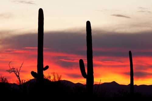 Desierto de Sonora