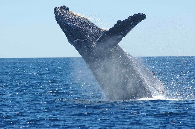 Festival Internacional de la Ballena Gris