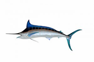 Pesca Deportiva del Marlin Azul en Los Cabos 