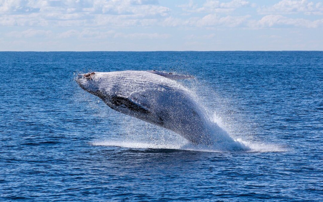 Festival Internacional de la Ballena Gris