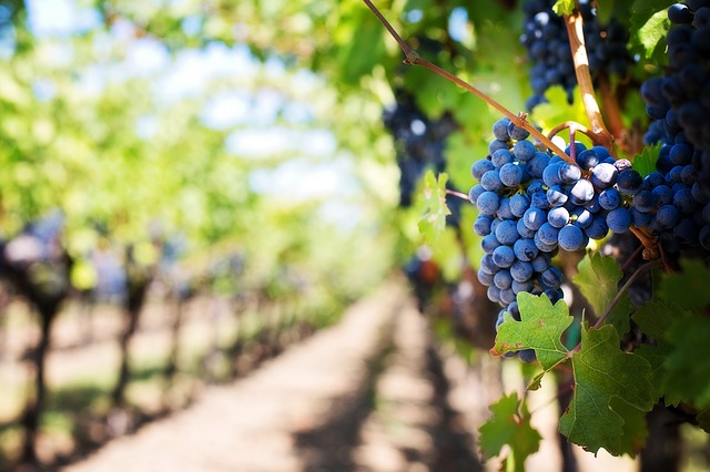 Producción de vino en Querétaro 